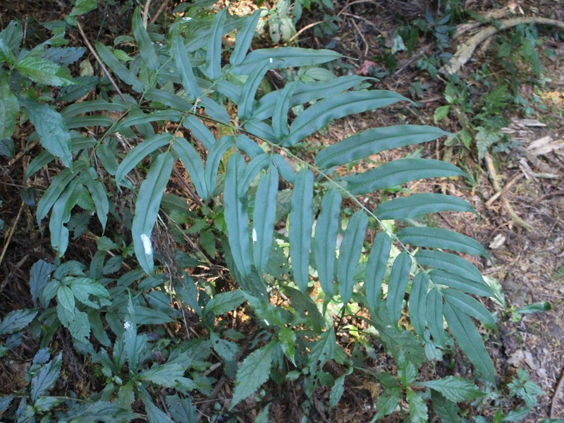 Coniogramme procera photo 5