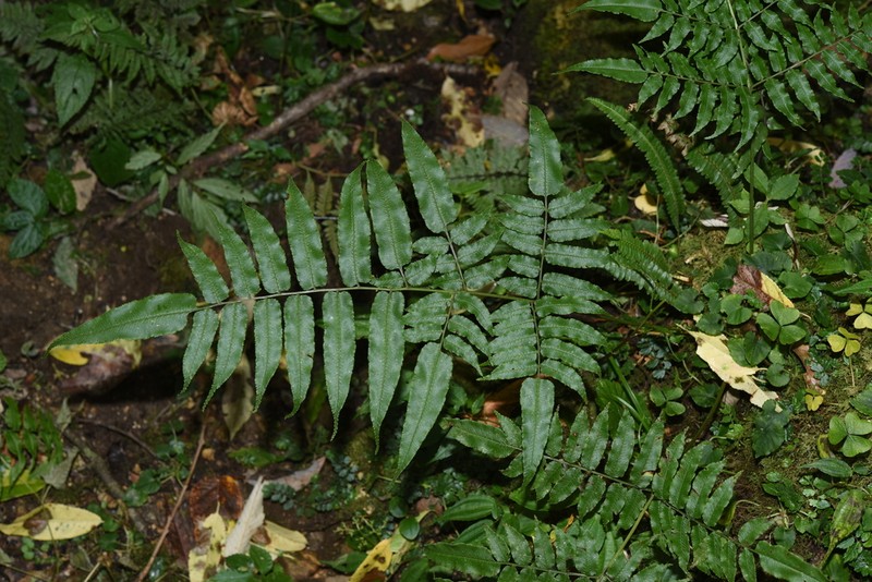 Coniogramme procera photo 6