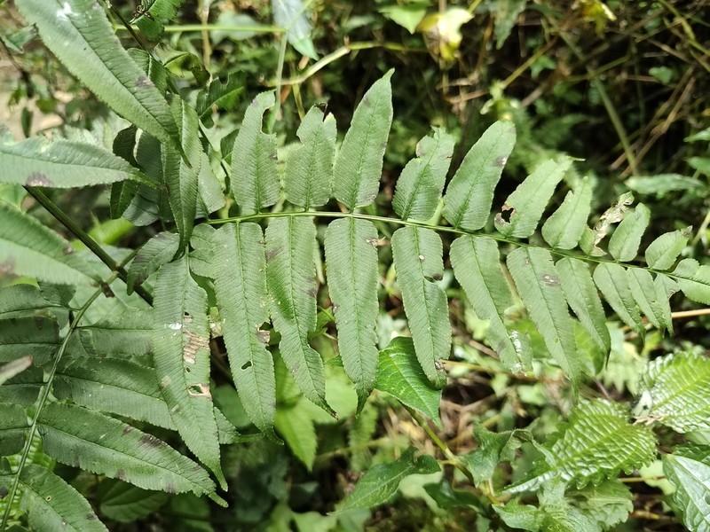 Coniogramme procera photo 7