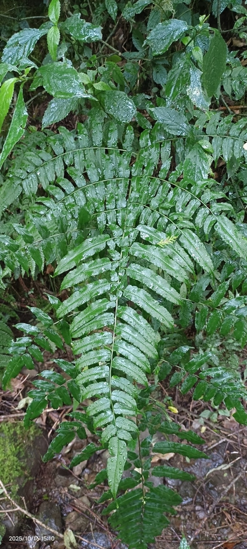 Coniogramme procera photo 8