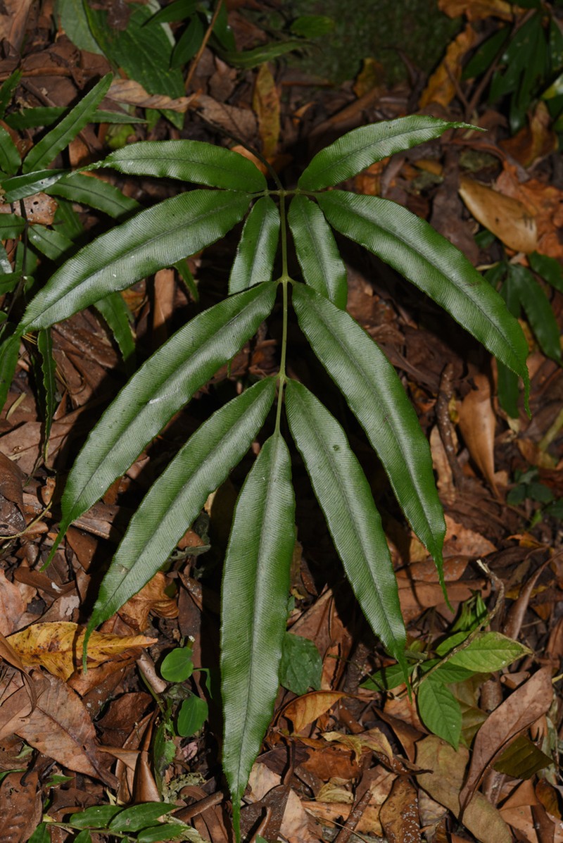 Coniogramme pubescens