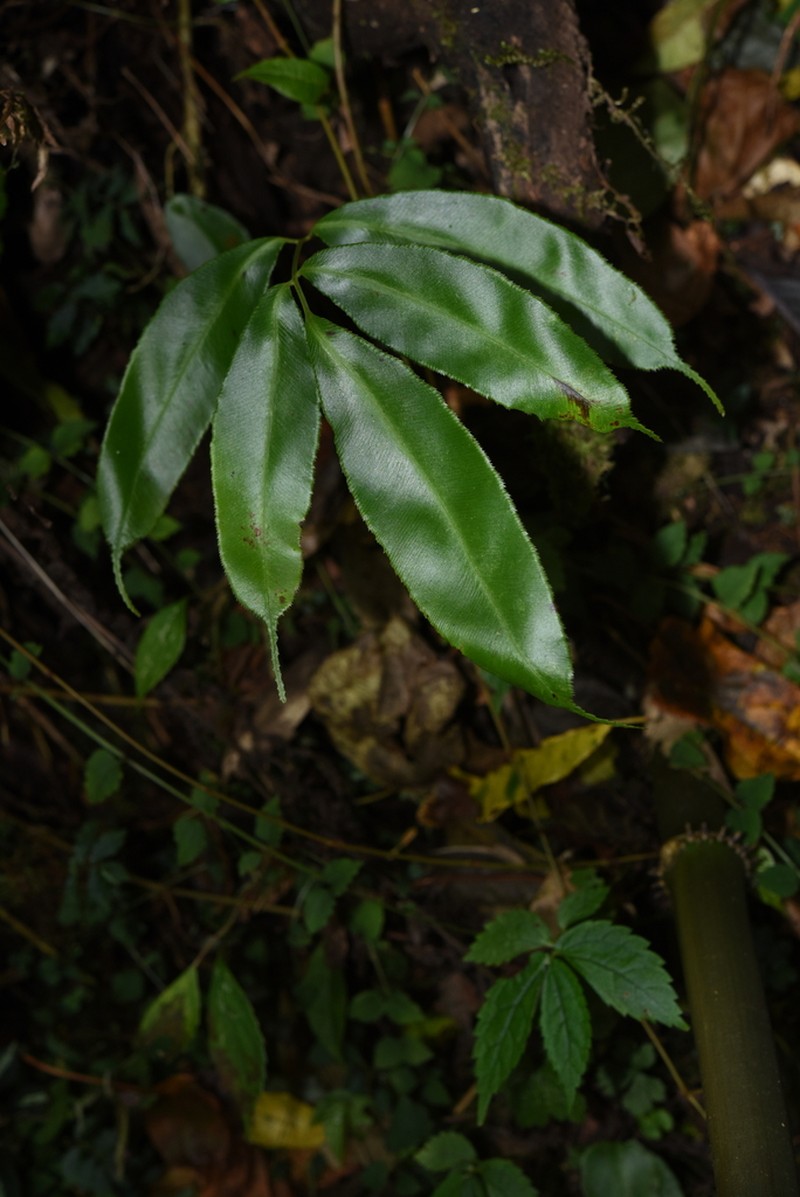 Coniogramme pubescens photo 2