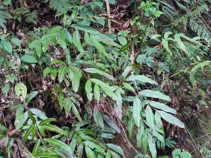 Coniogramme pubescens photo 3