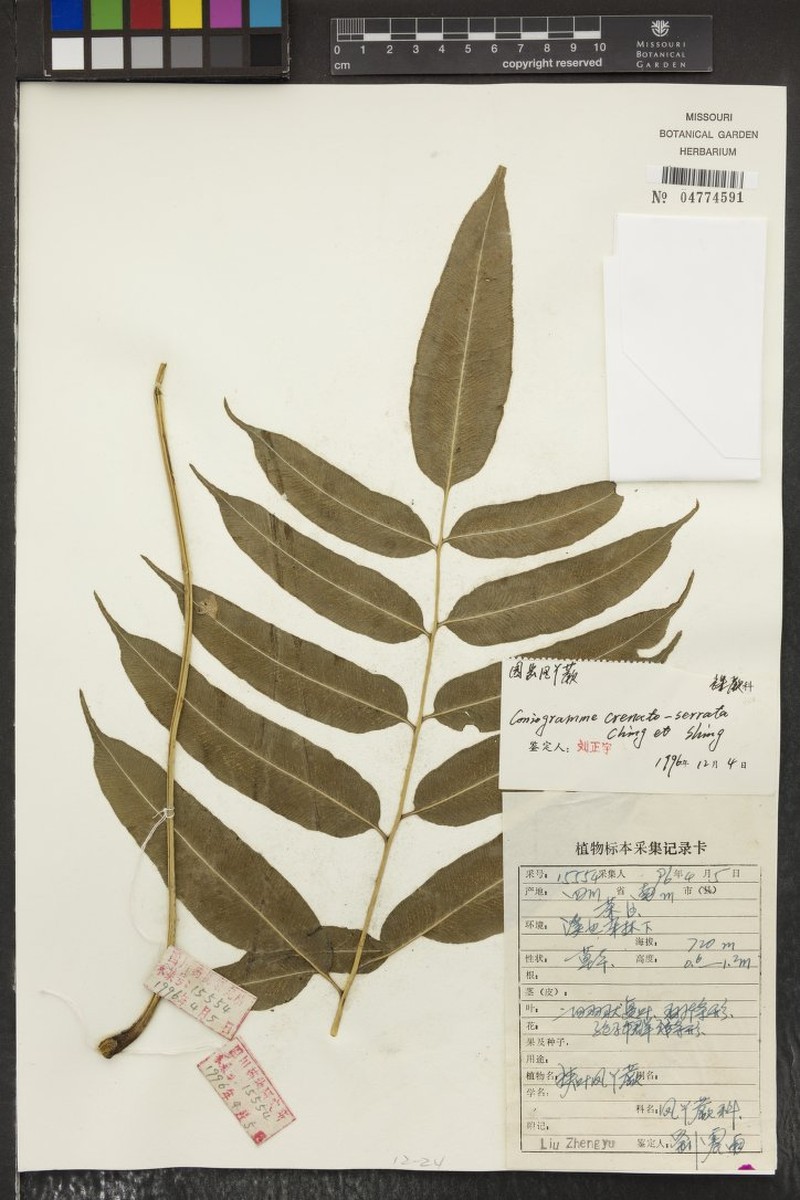 Coniogramme robusta