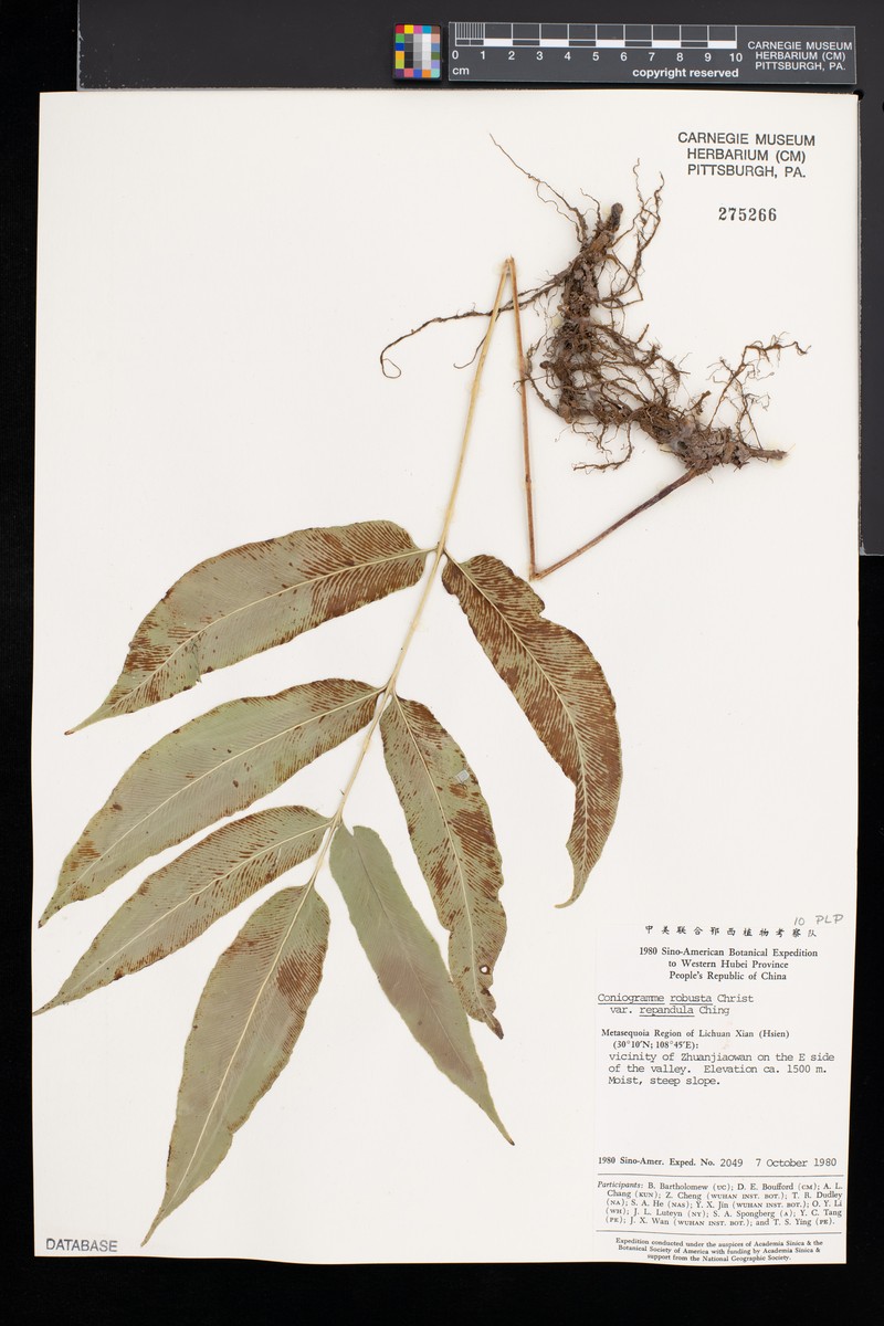 Coniogramme robusta var. rependula