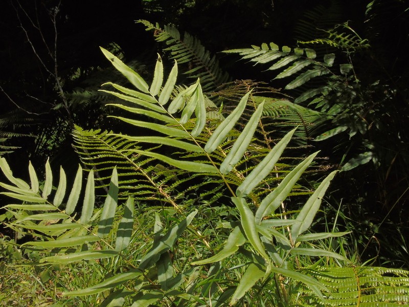 Coniogramme serrulata