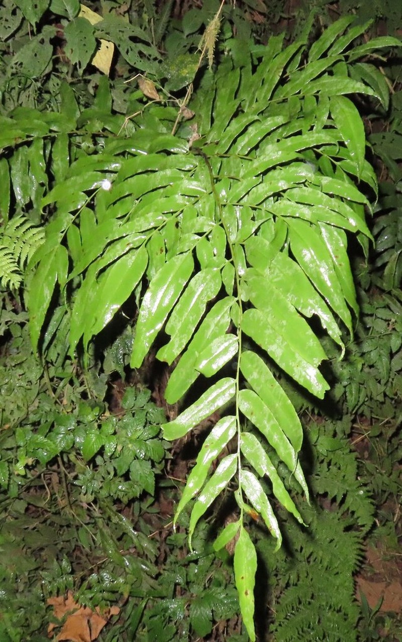 Coniogramme serrulata photo 2