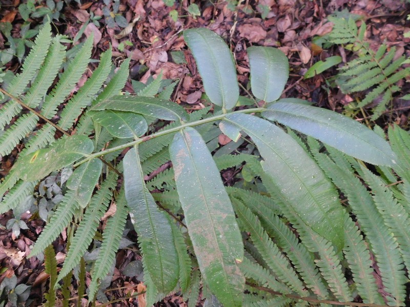 Coniogramme serrulata photo 3