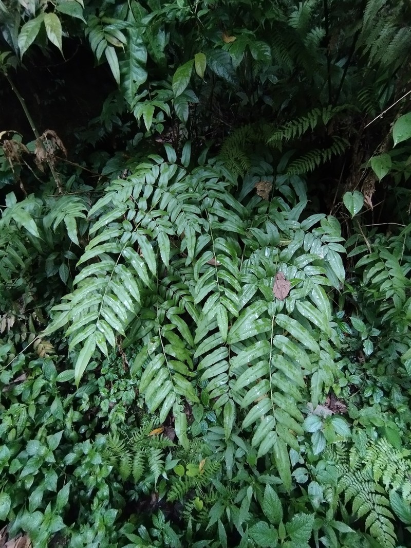 Coniogramme serrulata photo 4