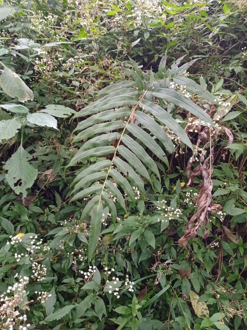 Coniogramme serrulata photo 5