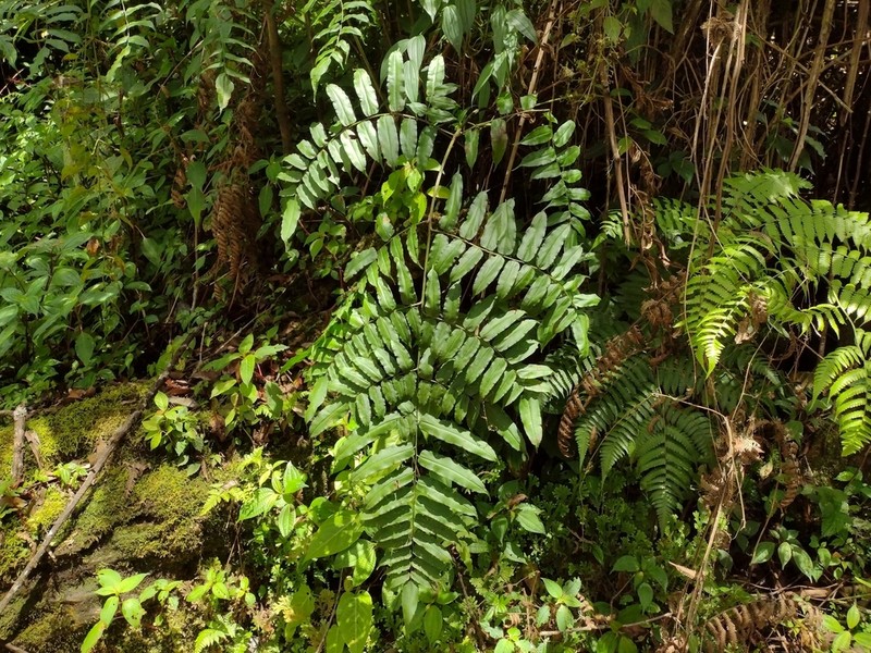 Coniogramme serrulata photo 6