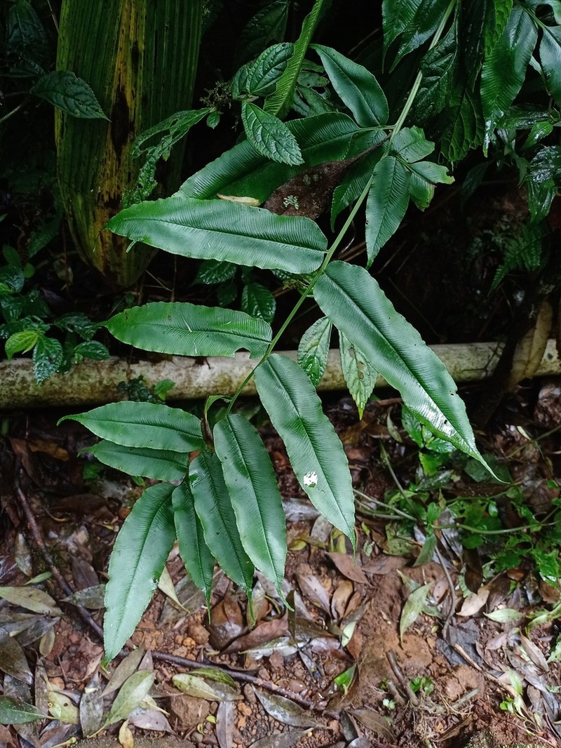 Coniogramme serrulata photo 7