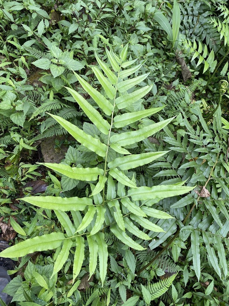 Coniogramme serrulata photo 8