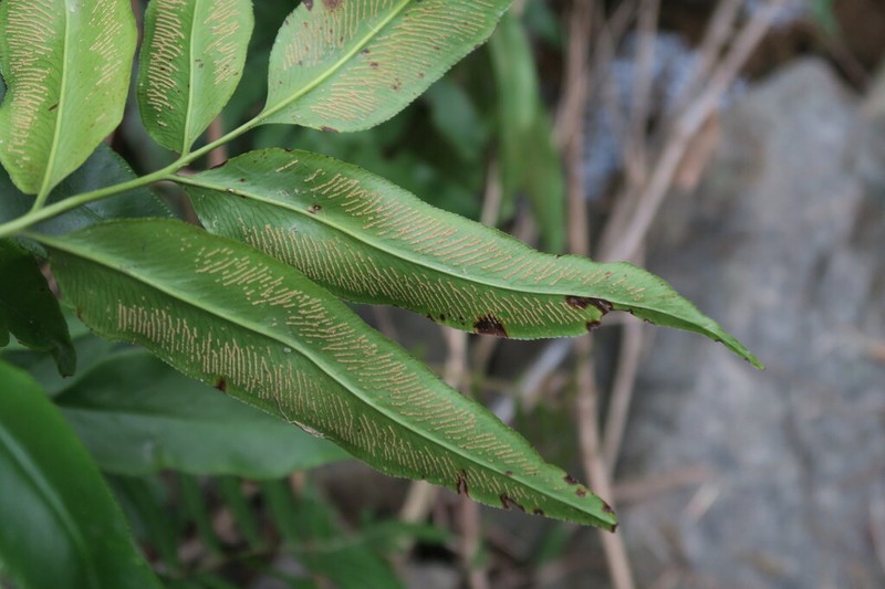 Coniogramme wilsonii photo 2