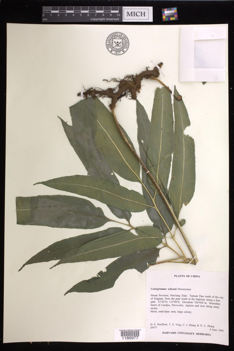 Coniogramme wilsonii photo 4