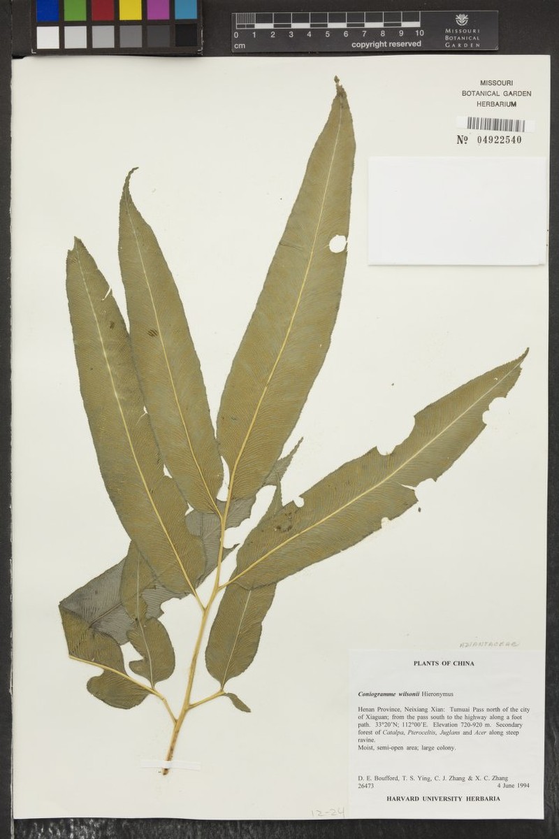 Coniogramme wilsonii photo 5
