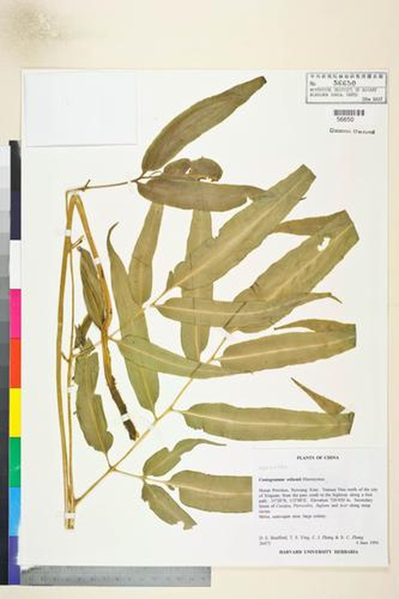 Coniogramme wilsonii photo 6