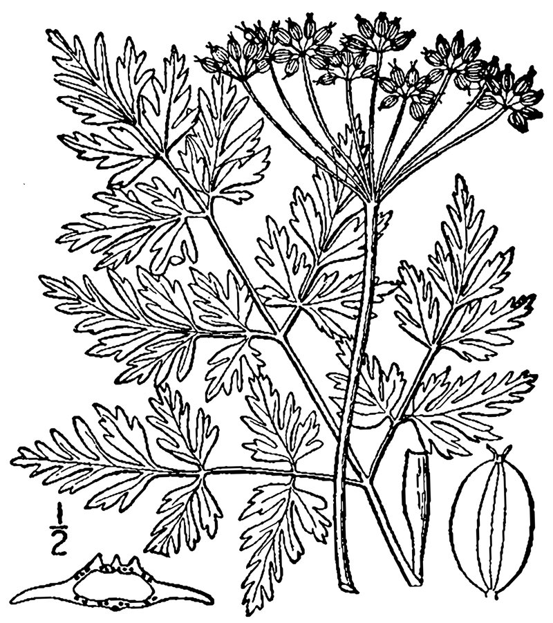 Eastern Hemlockparsley