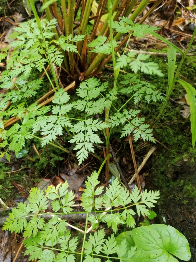 Eastern Hemlockparsley