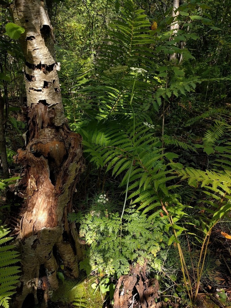 Eastern Hemlockparsley photo 2