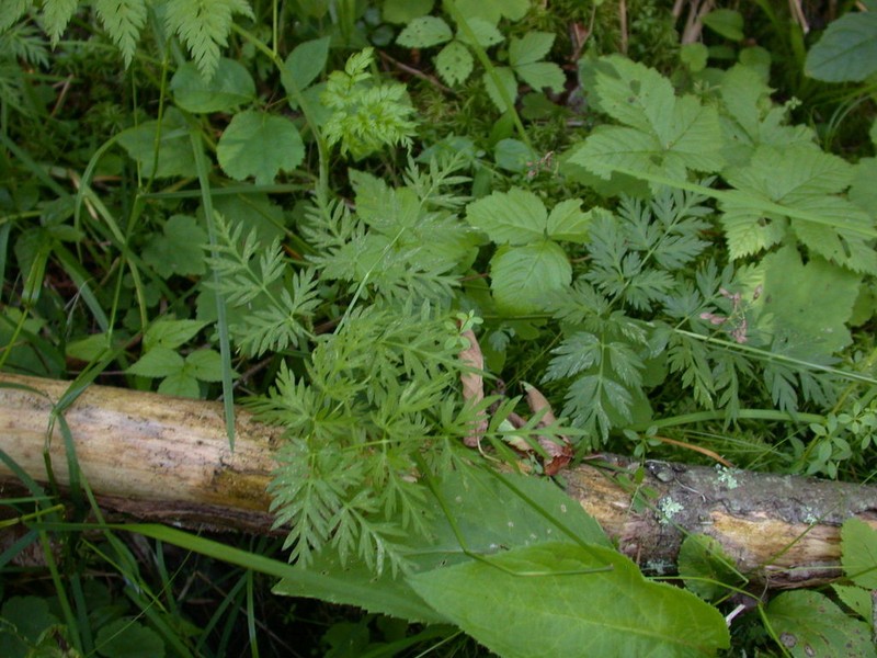 Eastern Hemlockparsley photo 3