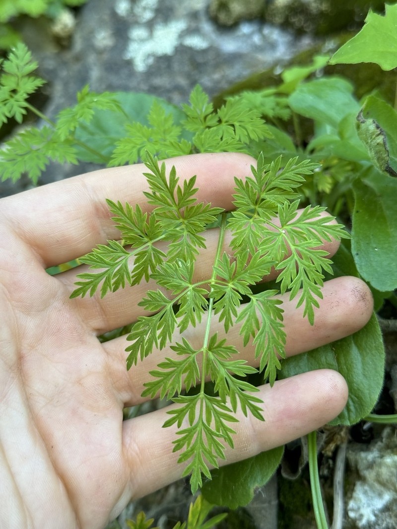 Eastern Hemlockparsley photo 4
