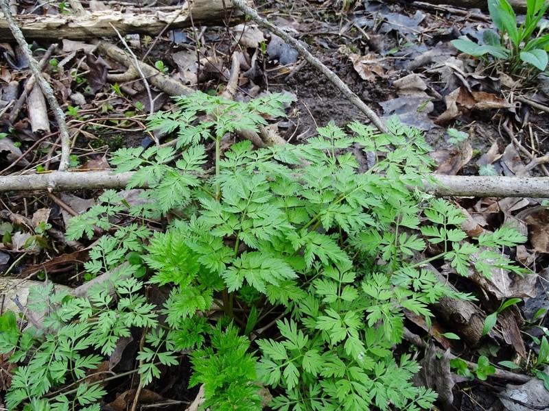 Eastern Hemlockparsley photo 5