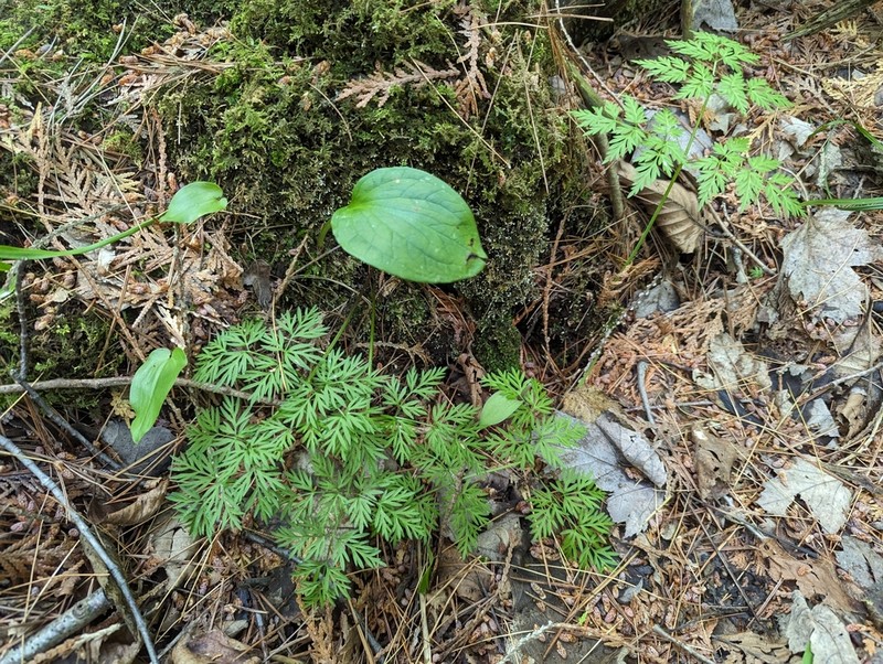 Eastern Hemlockparsley photo 6