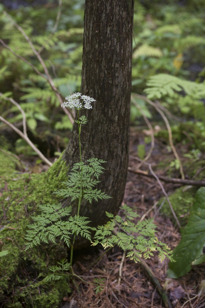 Eastern Hemlockparsley photo 7