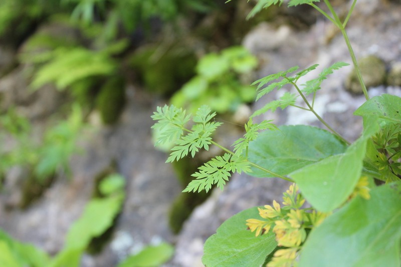 Eastern Hemlockparsley photo 8
