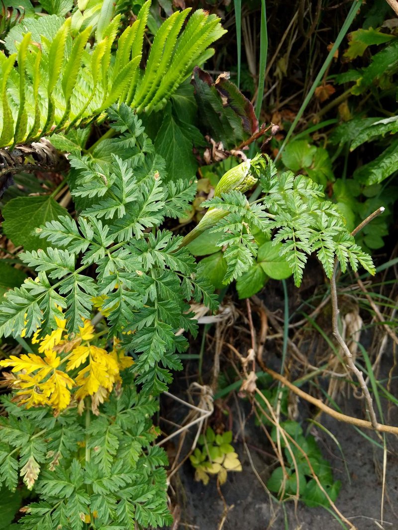 Pacific Hemlockparsley