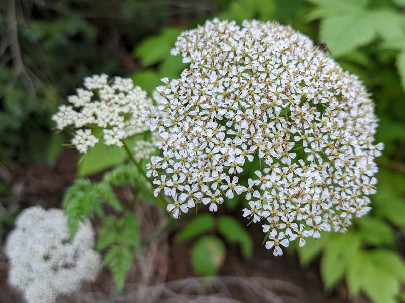 Pacific Hemlockparsley