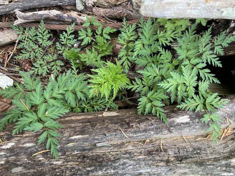 Pacific Hemlockparsley photo 2