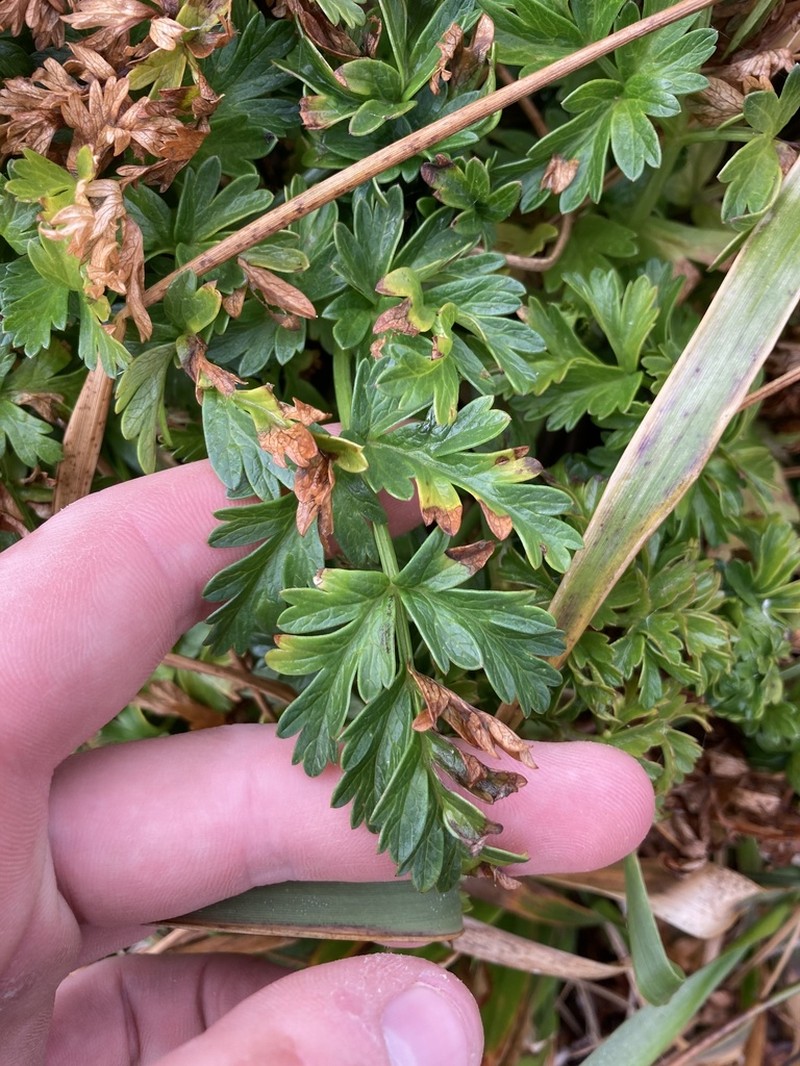 Pacific Hemlockparsley photo 3