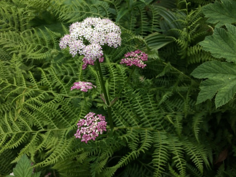 Pacific Hemlockparsley photo 4