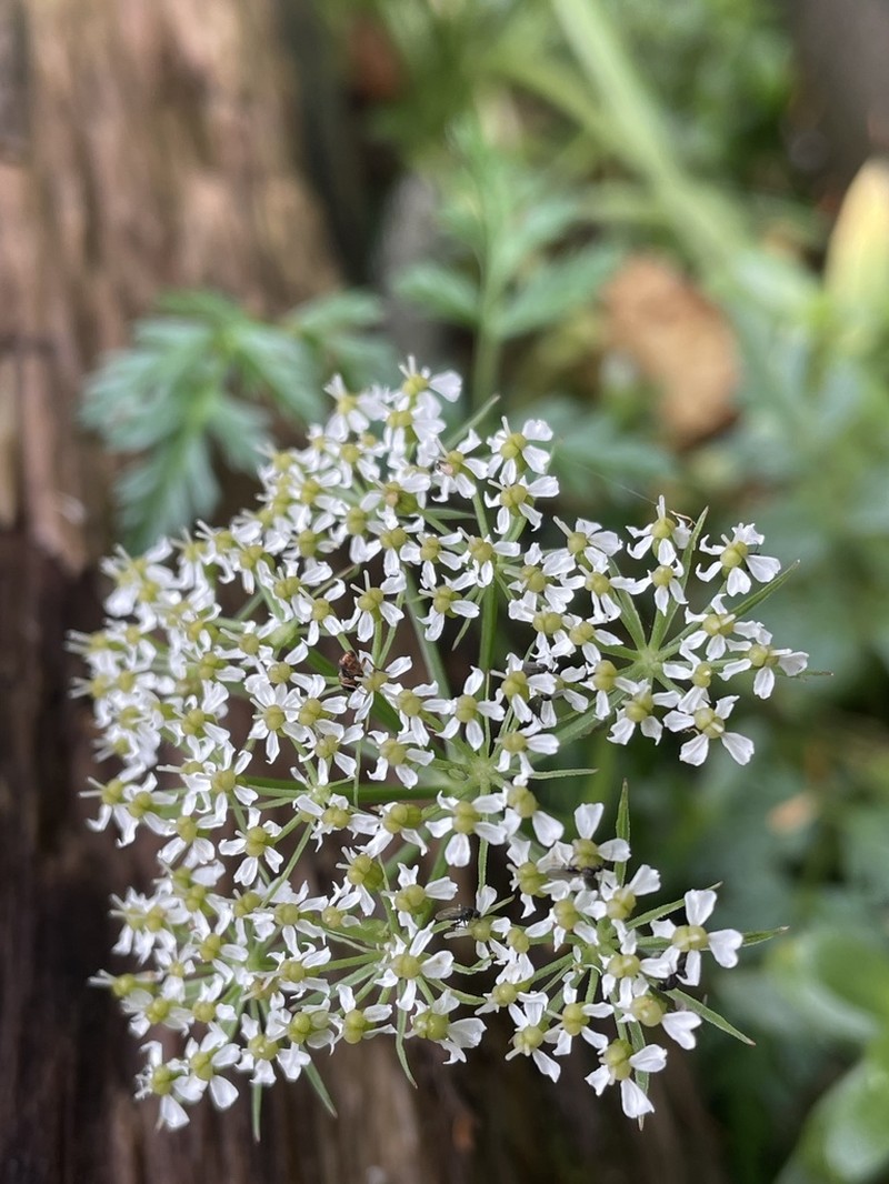 Pacific Hemlockparsley photo 5