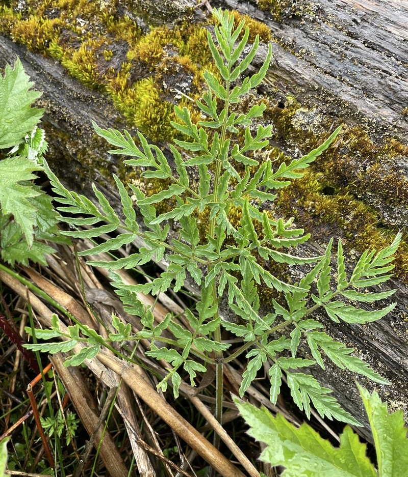 Pacific Hemlockparsley photo 6