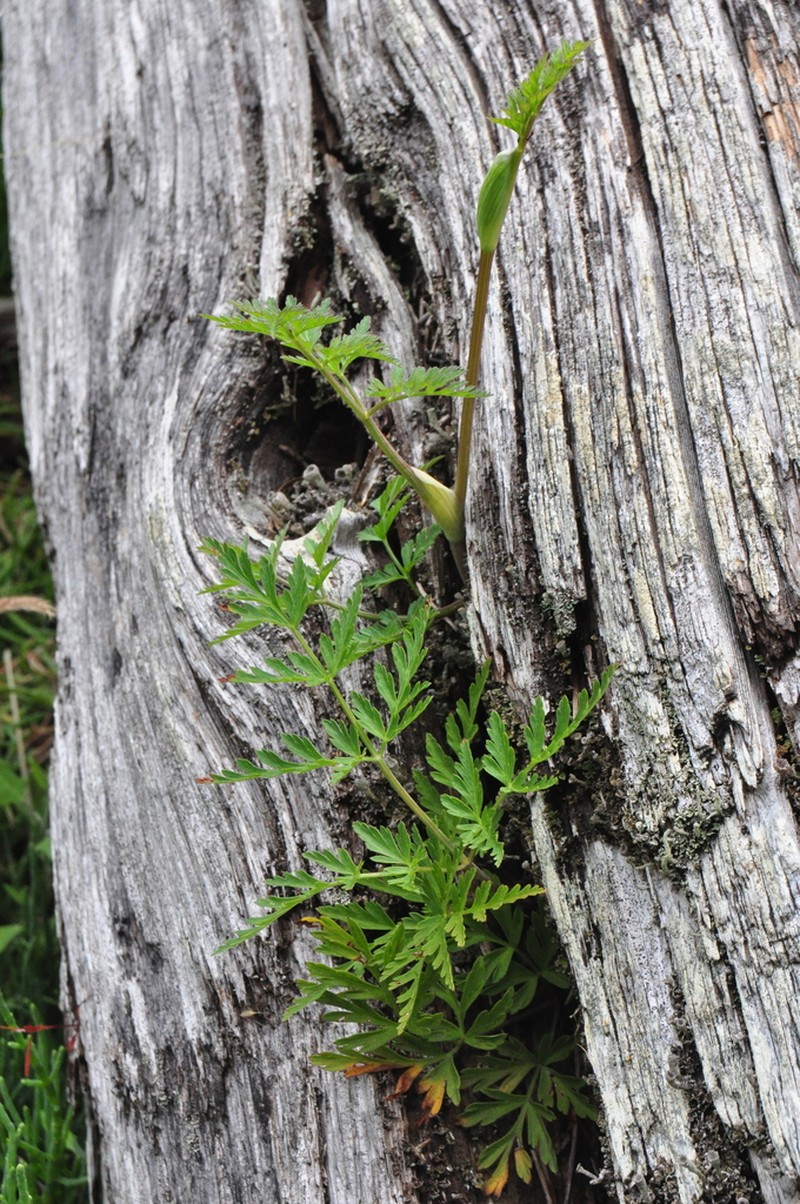 Pacific Hemlockparsley photo 7