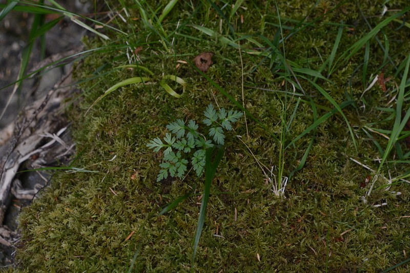 Pacific Hemlockparsley photo 8