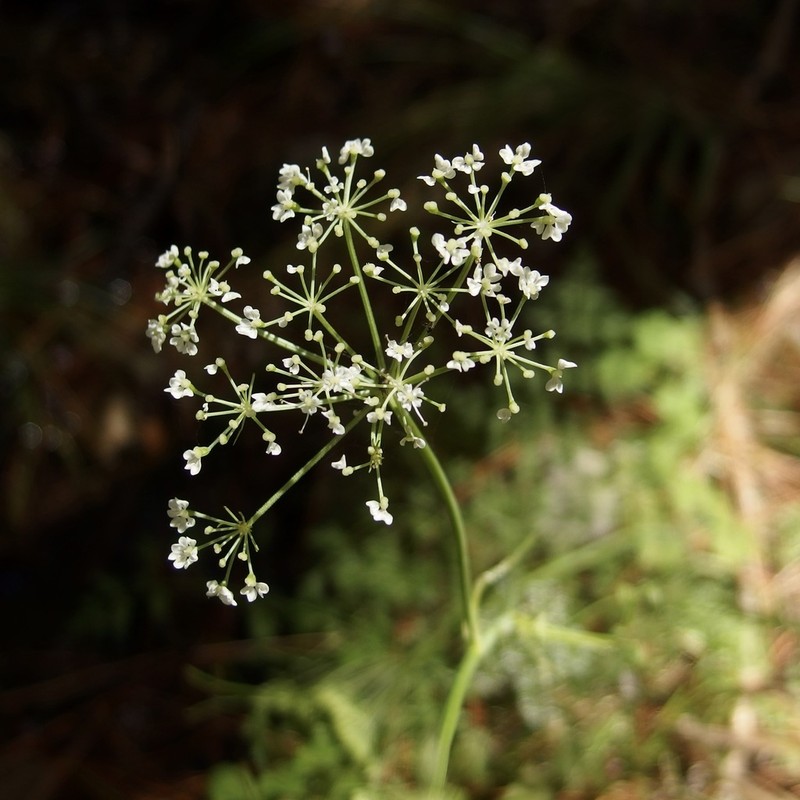 Mexican Hemlockparsley