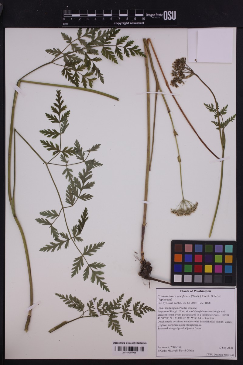 Conioselinum pacificum