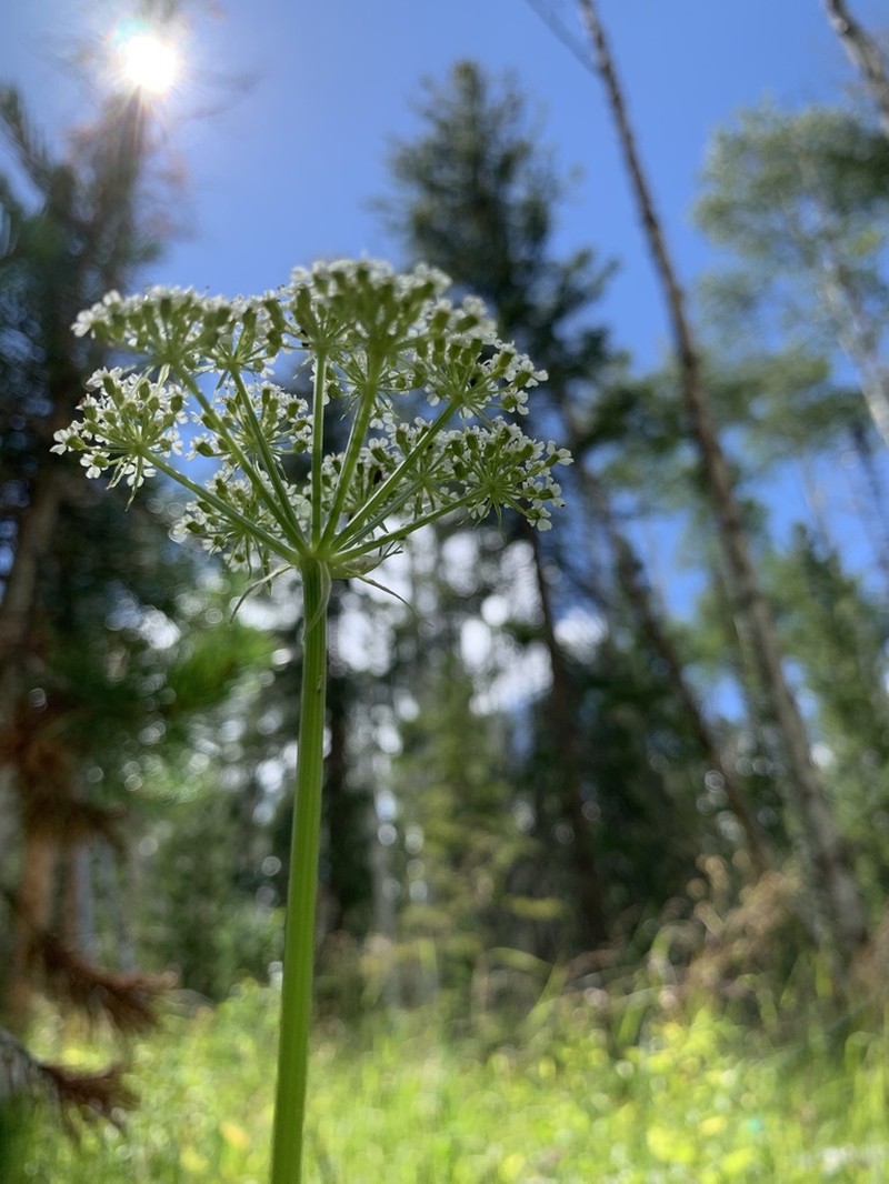 Rocky Mountain Hemlockparsley