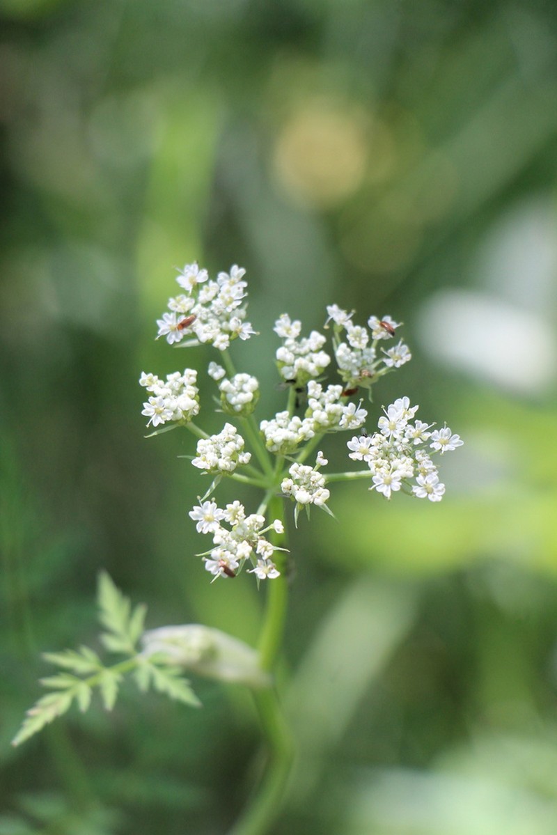 Rocky Mountain Hemlockparsley photo 2
