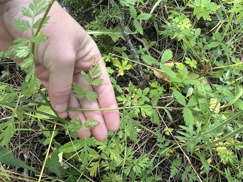 Rocky Mountain Hemlockparsley photo 3