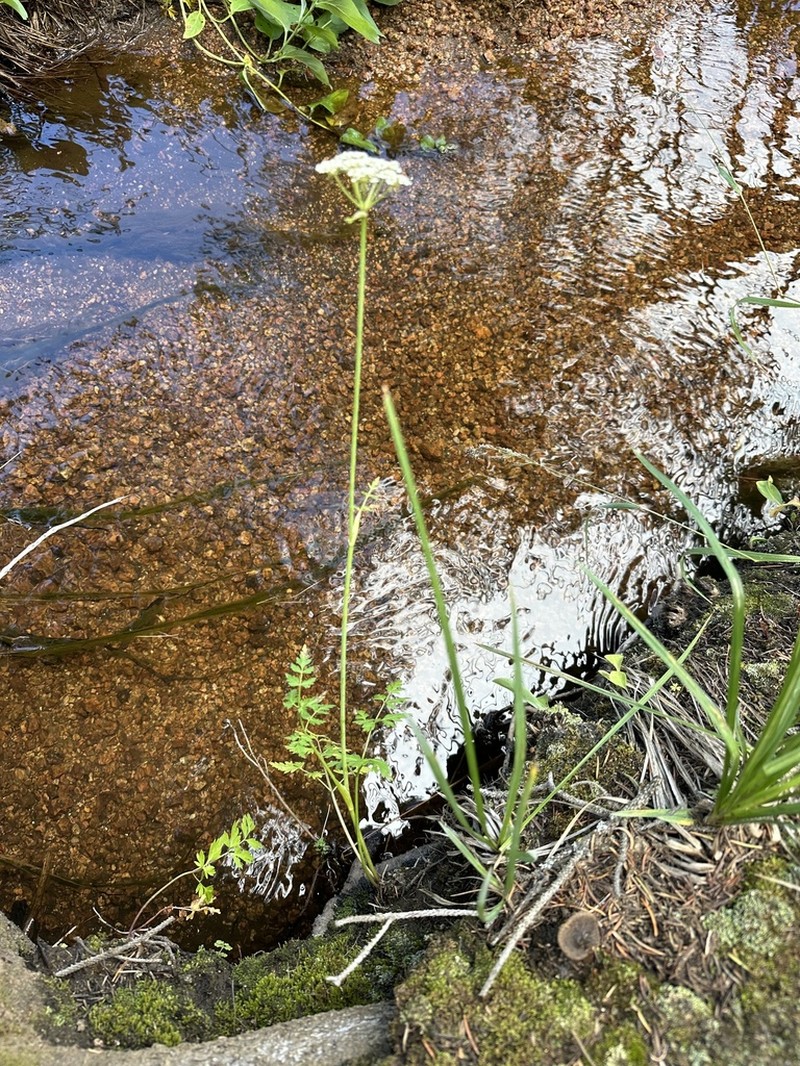 Rocky Mountain Hemlockparsley photo 4