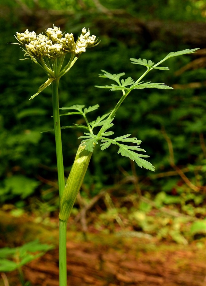 Rocky Mountain Hemlockparsley photo 5