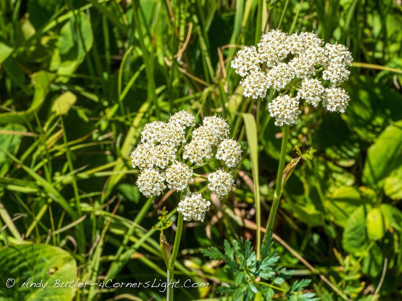 Rocky Mountain Hemlockparsley photo 6