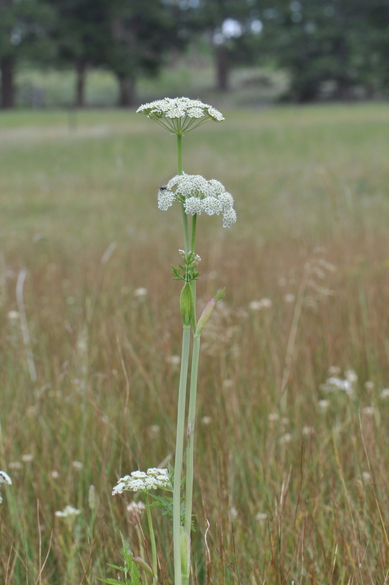 Rocky Mountain Hemlockparsley photo 7