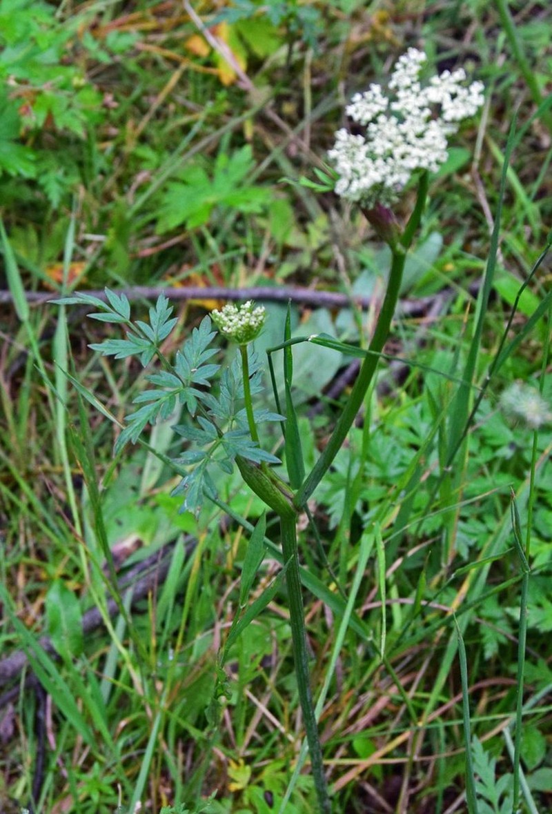 Rocky Mountain Hemlockparsley photo 8