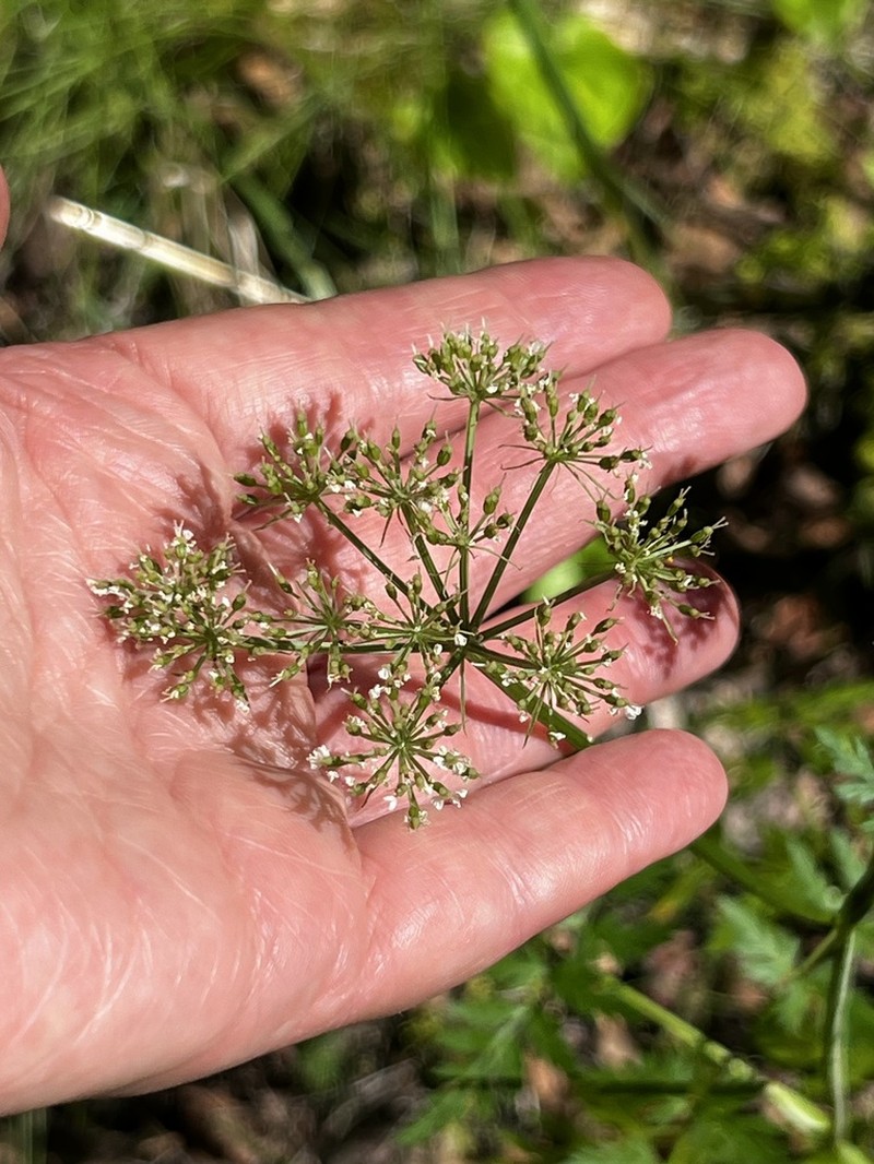 Conioselinum tataricum